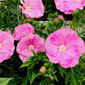 IBIŠEK BAHENNÍ ´PINK WHEEL´