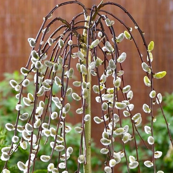 VRBA JÍVA ´PENDULA´ na kmínku 120cm, kont. 4L