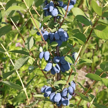 ZIMOLEZ KAMČATSKÝ ´MAXINES OPUS´ - NOVINKA