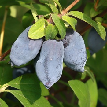 ZIMOLEZ KAMČATSKÝ ´TOYA´