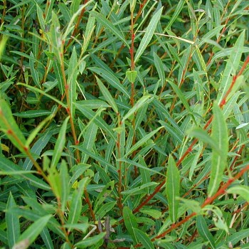 VRBA PURPUROVÁ ´NANA GRACILIS´ kont. 2,5L