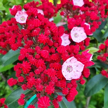 KALMIE ´FIRECRACKER´ - NOVINKA