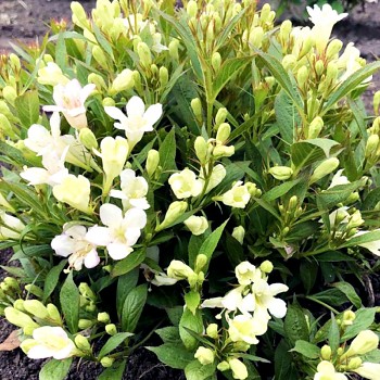 VAJGÉLIE ´PICOBELLA BIANCO´ kont. 2,5L