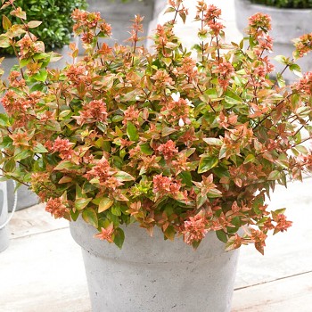 ABÉLIE ´MYSTIC DAYDREAM´ kont. 3L