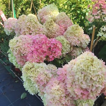 HORTENZIE ´MAGICAL ANDES´® kont. 3L