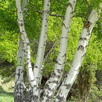 BŘÍZA BĚLOKORÁ  výška 150cm,  kont. 2L