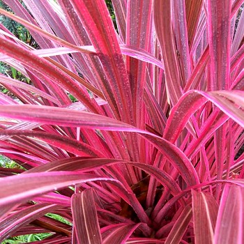 DRAČINKA JIŽNÍ ´CHARLIE BOY´