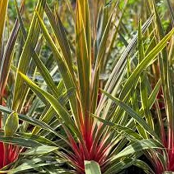 DRAČINKA JIŽNÍ ´MAGIC STAR´