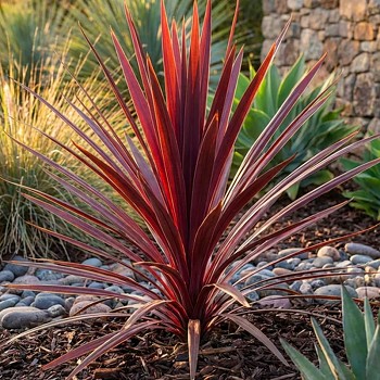 DRAČINKA JIŽNÍ ´RED STAR´ ko 3L