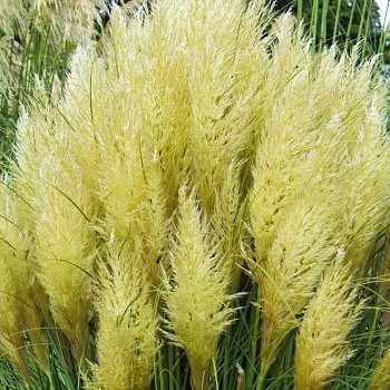 PAMPOVÁ TRÁVA ´EVITA´ kont. 5L