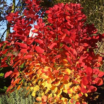 RUJ VLASATÁ ´FLAMISSIMO´ kont. 2,5L