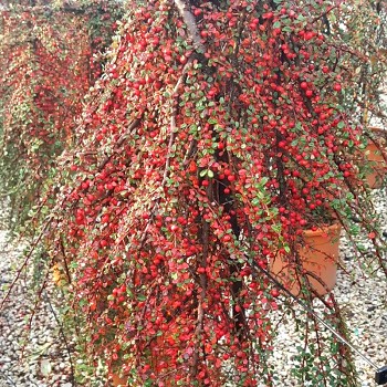 SKALNÍK DAMMERŮV  kmínek 100cm, kont. 5L