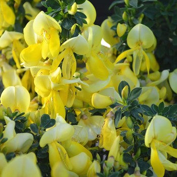 ČILIMNÍK ´LUNA´ kont. 2,5L