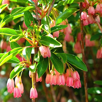 ZVONKOVEC ´CRACKLIN ROSIE´ kont. 2,5L