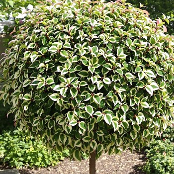 BRSLEN ´EMERALD GAVIETY´  kmínek 50cm, kont. 3L