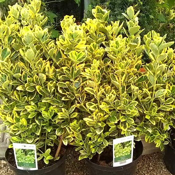 BRSLEN JAPONSKÝ 'ELEGANTISSIMA AUREA´ kont. 10L