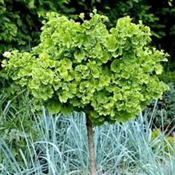 GINKGO BILOBA ´MARIKEN´ kmínek 50cm, kont. 3L