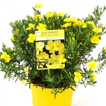 DEVÁTERNÍKOVEC ´APRIL SUN´ kont. 1,5L