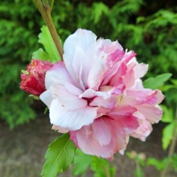 IBIŠEK SYRSKÝ ´FRENCH CABARET PASTEL´® kmínek 120cm, kont. 10L