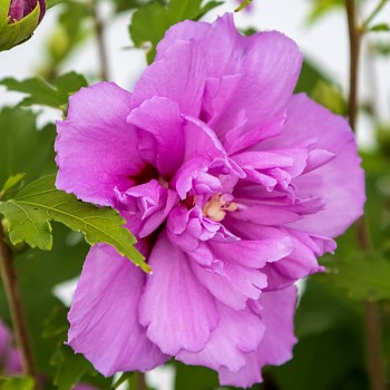 IBIŠEK SYRSKÝ ´FRENCH CABARET PURPLE´® kmínek 120cm, kont. 10L