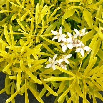 CHOÍSIE ´GOLDFINGERS´ kont. 3L	