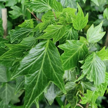 BŘEČŤAN POPÍNAVÝ ´GREEN RIPPLE´ kont. 1,6L