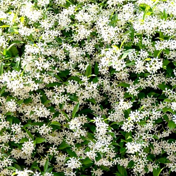 JASMÍN PRAVÝ kont. P9