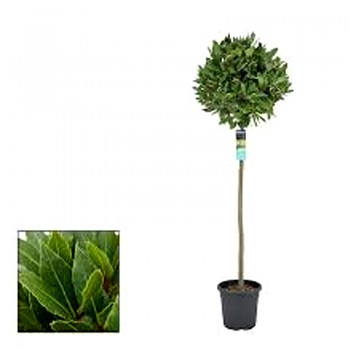 VAVŘÍN PRAVÝ kmínek 40cm, kont. 9L