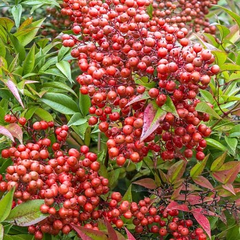 NANDINA DOMACÍ kont. 3L
