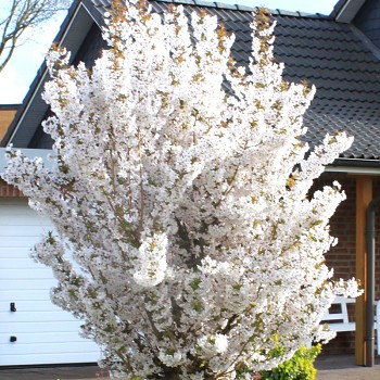 TŘEŠEŇ KURILSKÁ ´BRILLANT´ kmínek 125cm, kont. 7,5L	