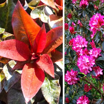 RHODODENDRON ´CHOCO PINK´ kont. 1,3L