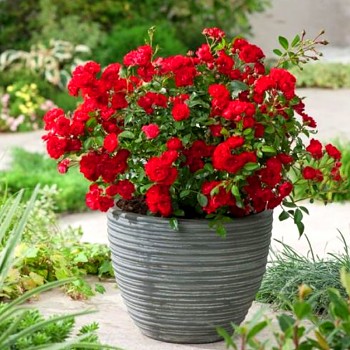 RŮŽE POLYANTKA ´FAIRY KING´® kont. 1,5L