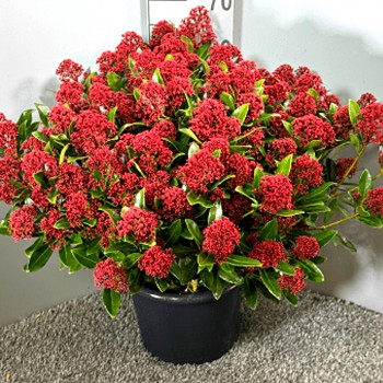 SKIMIE JAPONSKÁ ´RUBESTA´ kont. 2L