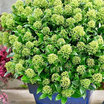 SKIMIE JAPONSKÁ ´WHITE GLOBE´ kont. 2L	