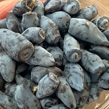 ZIMOLEZ KAMČATSKÝ ´FIALKA´ kont. 1,6L