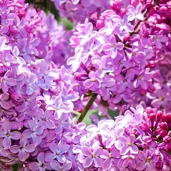 ŠEŘÍK KEŘOVÝ ´PRINCESSE STURDZA´ kont. 1,3L