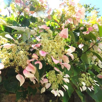 KLANOSTĚNKA HORTENZIOVÁ ´ROSEUM´ kont. 1,6L