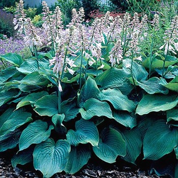 BOHYŠKA ´BLUE ANGEL´ kont. 1,5L