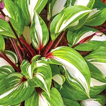 BOHYŠKA ´RASPBERRY SUNDAE´ kont. 1,5L