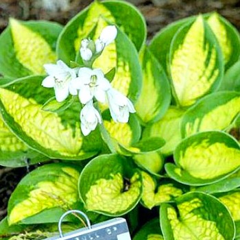 BOHYŠKA ´POKECTFUL OF SUNSHINE´ kont. 1,5L