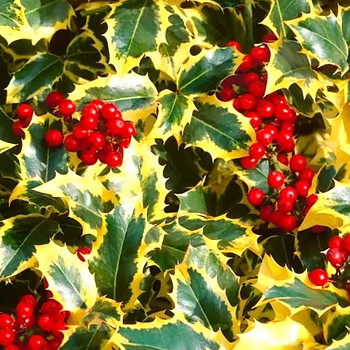 CESMÍNA OSTROLISTÁ ´MADAME BRIOT´ kont 2,5L samice