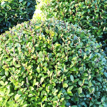 CESMÍNA VROUBKOVANÁ ´BULLATA´ kont 2L