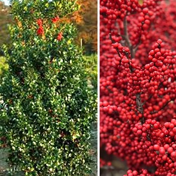 CESMÍNA OSTROLISTÁ ´MAGICAL AMORE ROSSO´ kont 2,5L samice