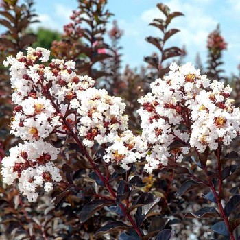 LAGERSTROÉMIE ´BLUSH´® kont. 3L