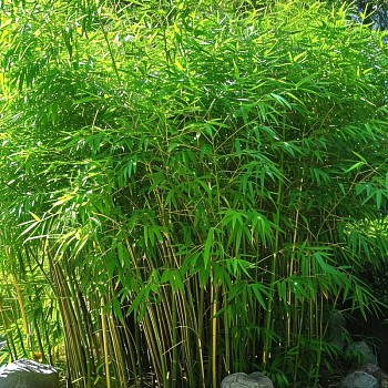 BAMBUS ´GANSU´ kont. 5L