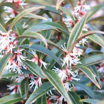 MASOPLODKA NÍZKÁ ´PURPLE STEM´ 2,5L