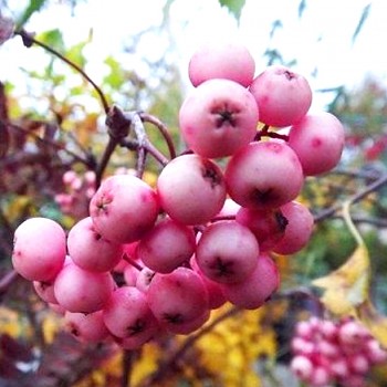 JEŘÁB ´RED ROBIN´ km 80 cm ko 5L