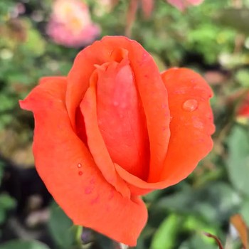 RŮŽE VELKOKVĚTÁ ´RAMONA´ kont. 3L