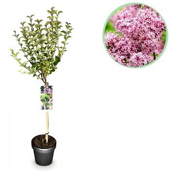 ŠEŘÍK MEYERŮV ´PALIBIN´ km 45 cm 