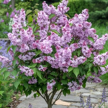 ŠEŘÍK MALOLISTÝ ´SUPERBA´ km 100 cm